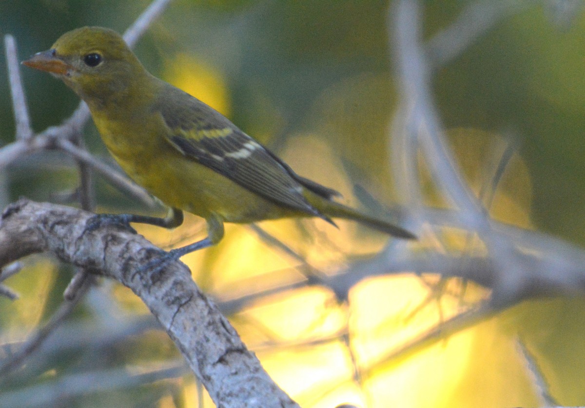 Western Tanager - ML643762093