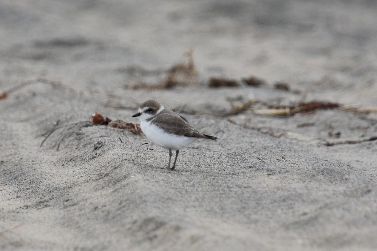 Snowy Plover - ML643762095