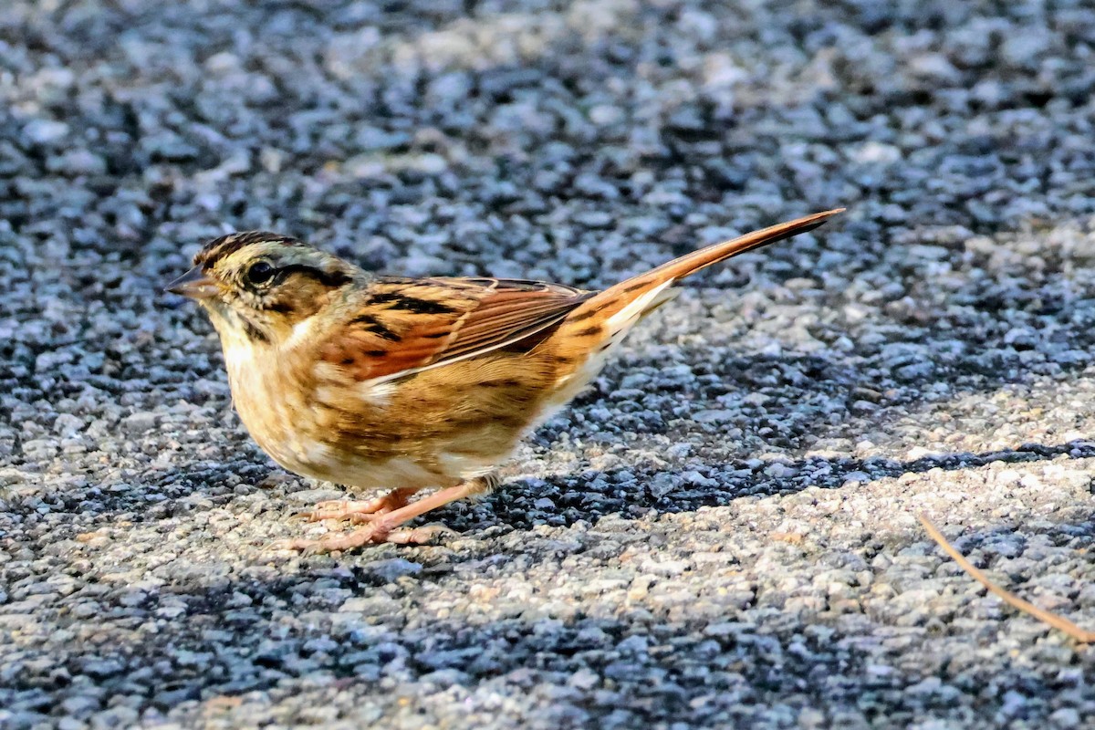 Swamp Sparrow - ML643762098