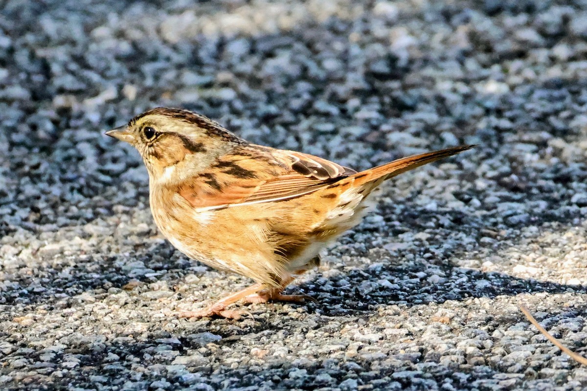 Swamp Sparrow - ML643762100