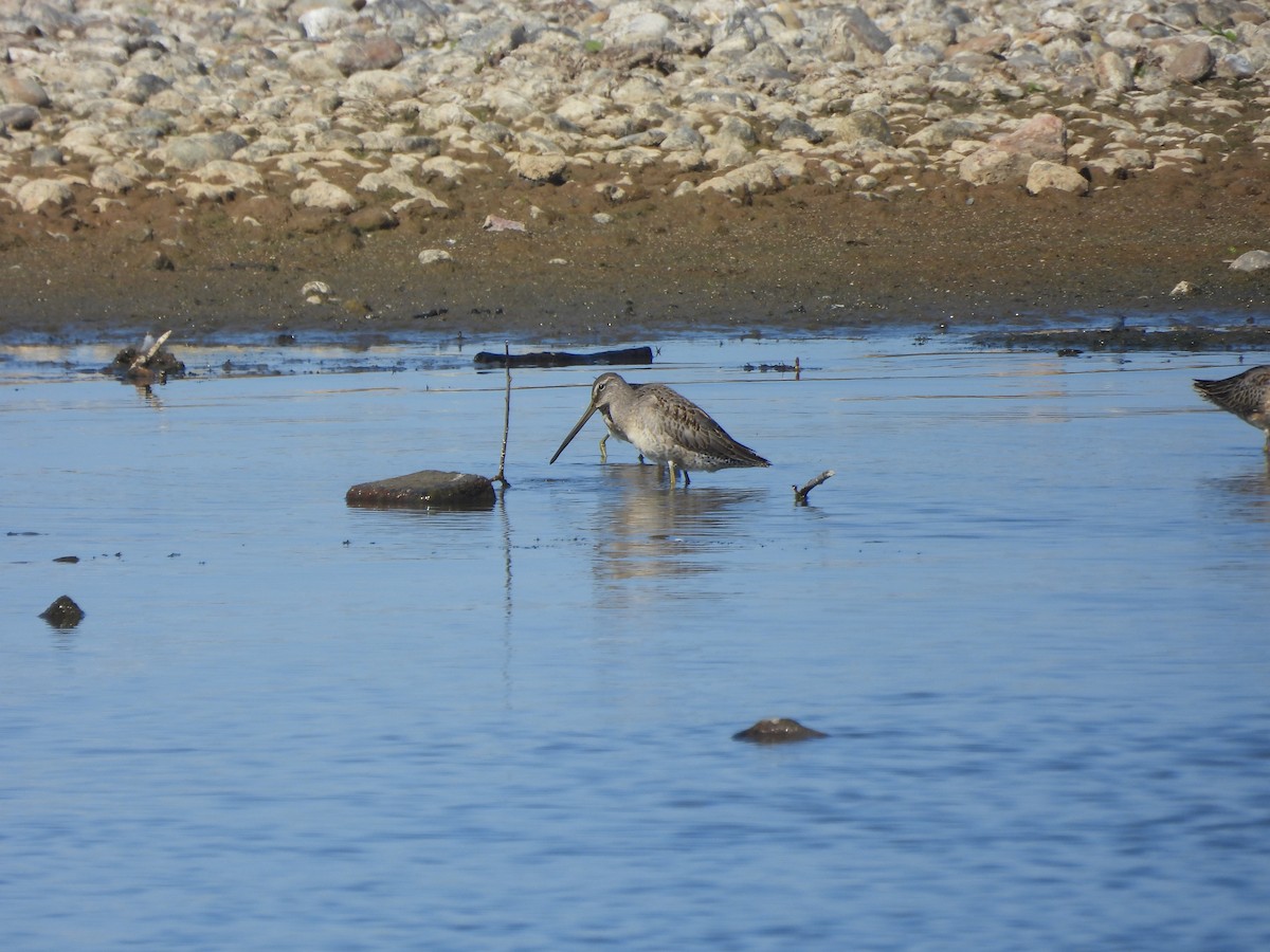 Long-billed Dowitcher - ML643762117