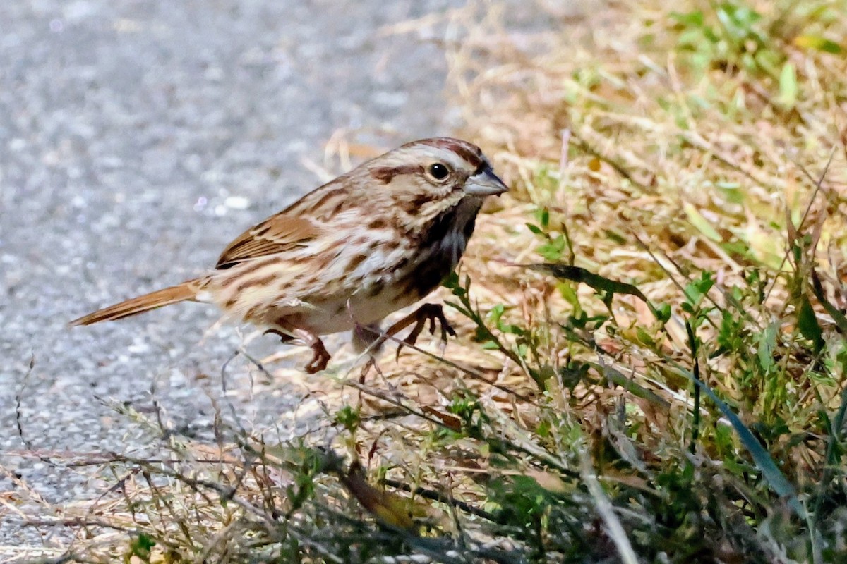 Song Sparrow - ML643762134