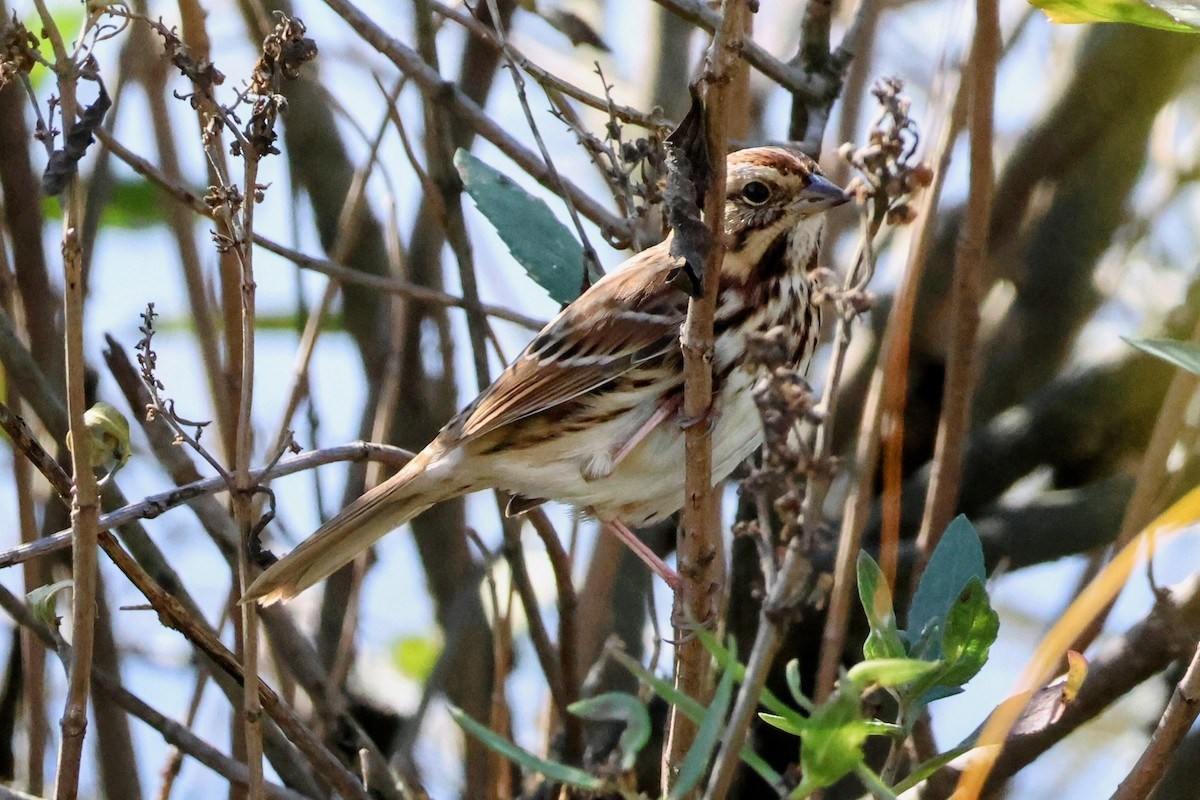 Song Sparrow - ML643762135