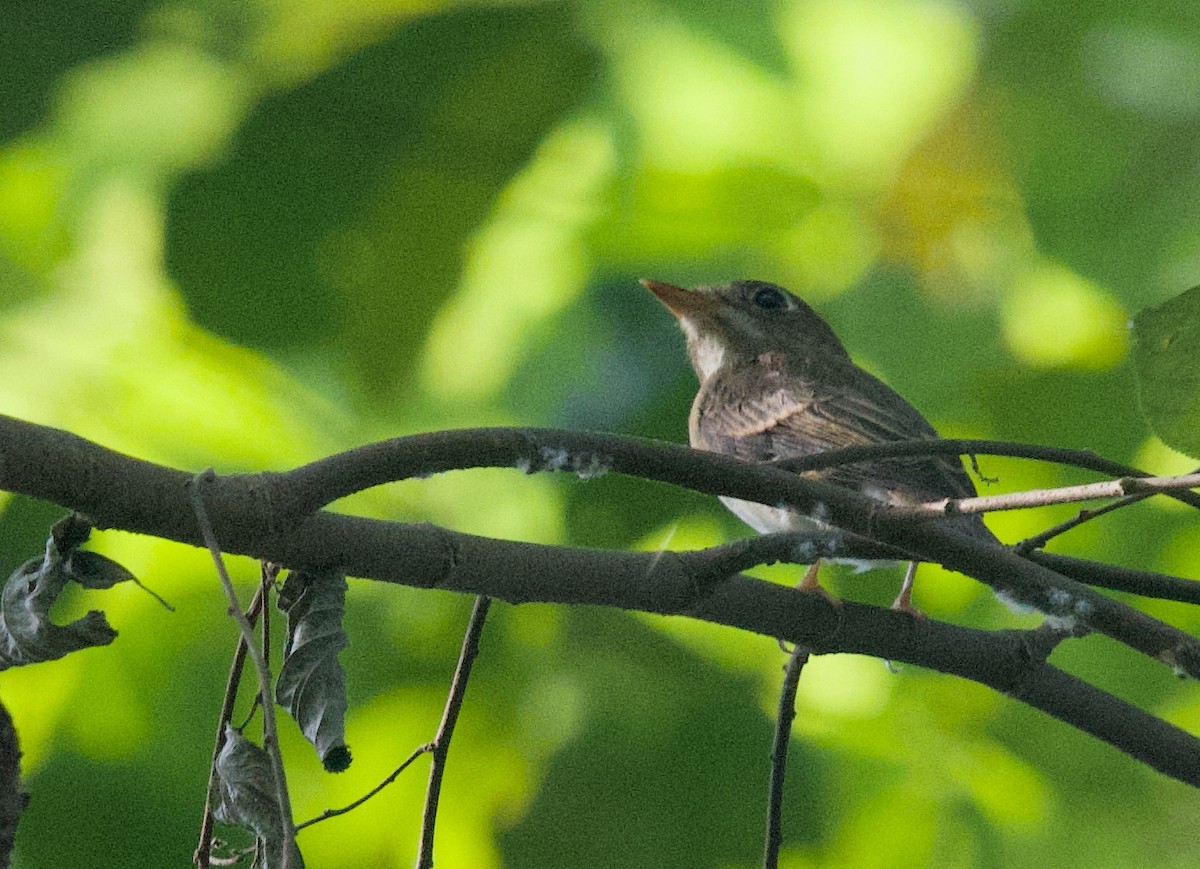 Brown-breasted Flycatcher - ML643762138