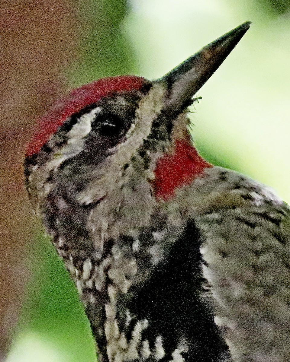 Red-naped Sapsucker - ML643762139