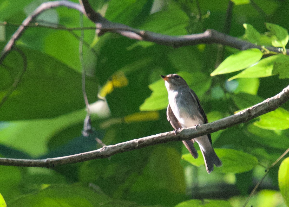 Taiga Flycatcher - ML643762146