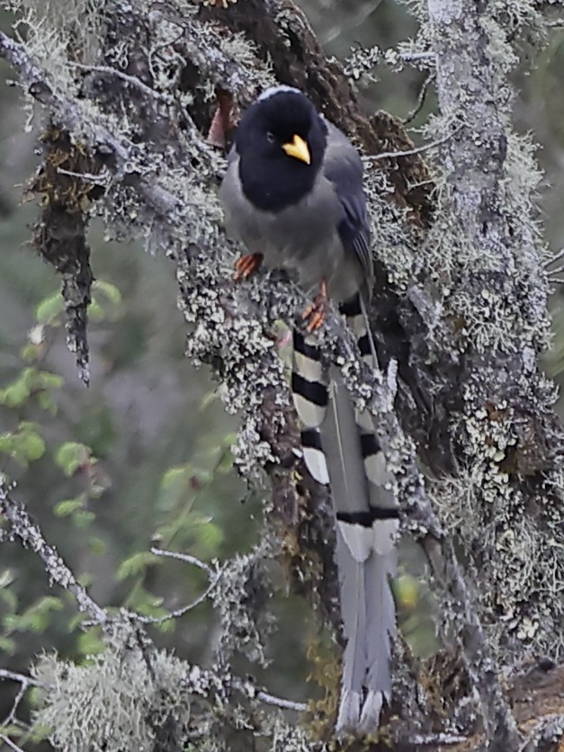 Yellow-billed Blue-Magpie - ML643762177