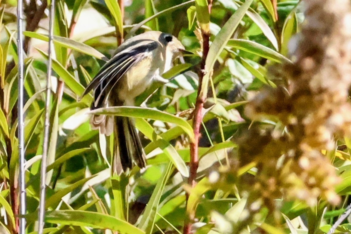 Ruby-crowned Kinglet - ML643762180