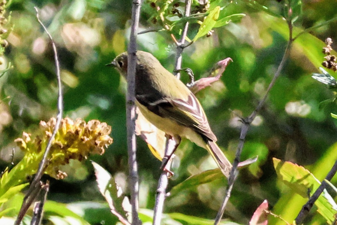 Ruby-crowned Kinglet - ML643762181