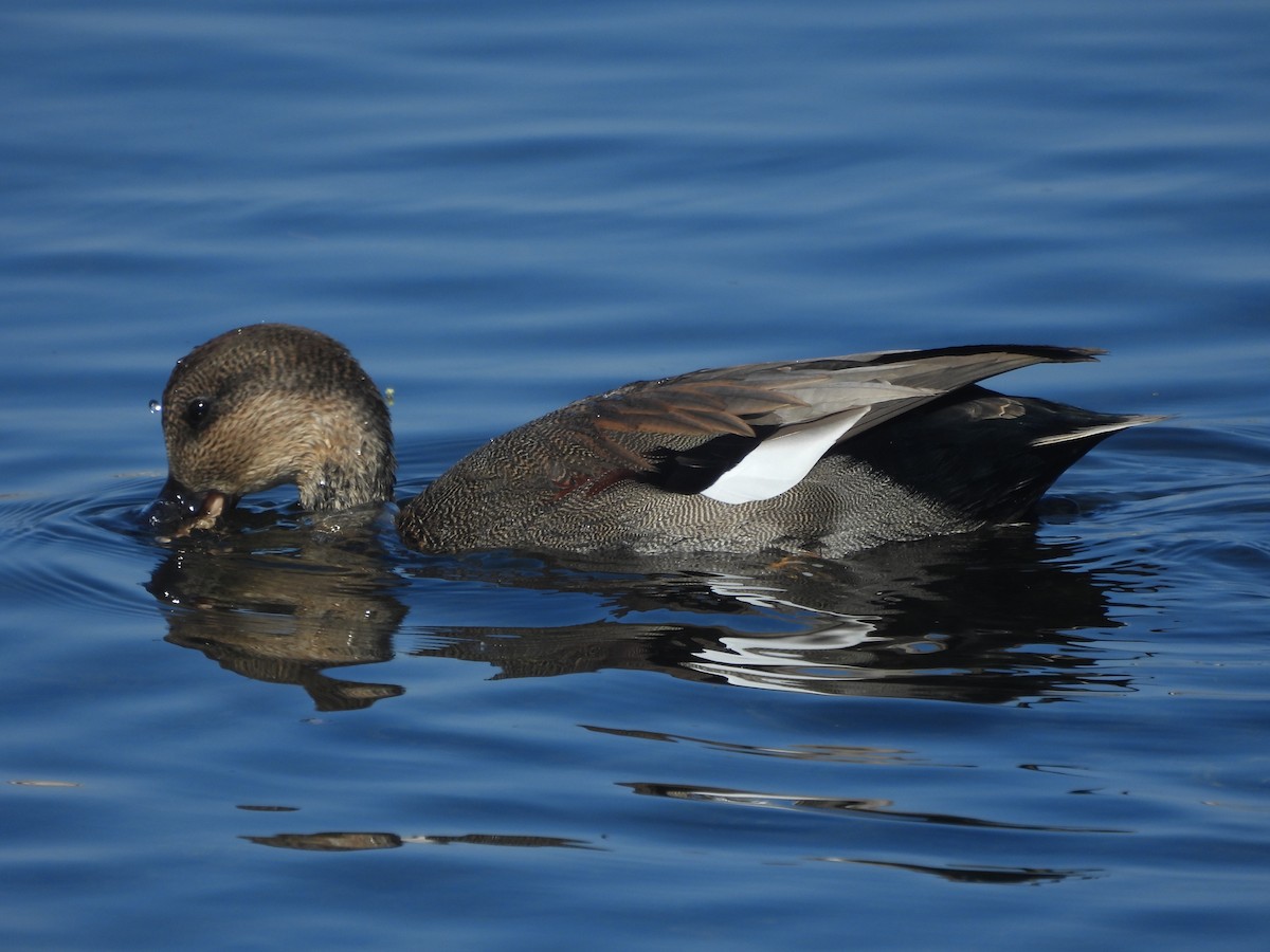 Gadwall - ML643762183