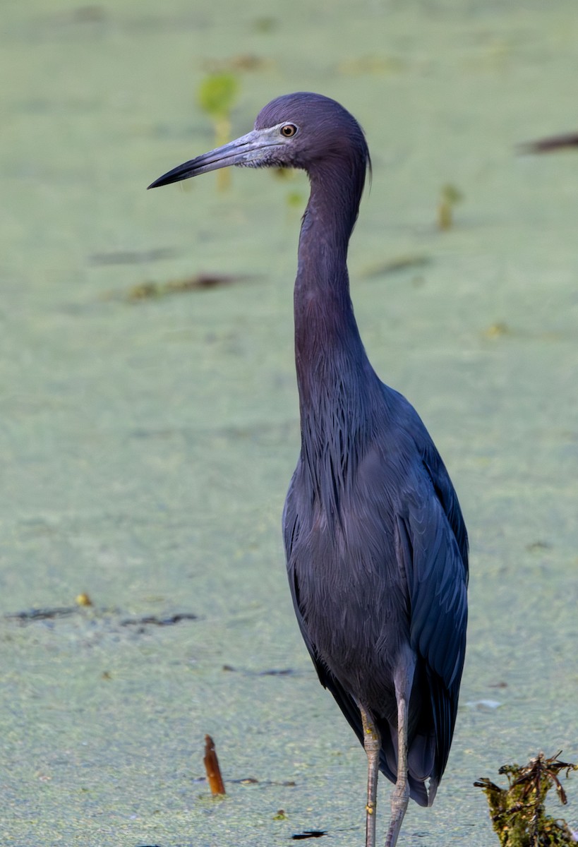 Little Blue Heron - ML643762188