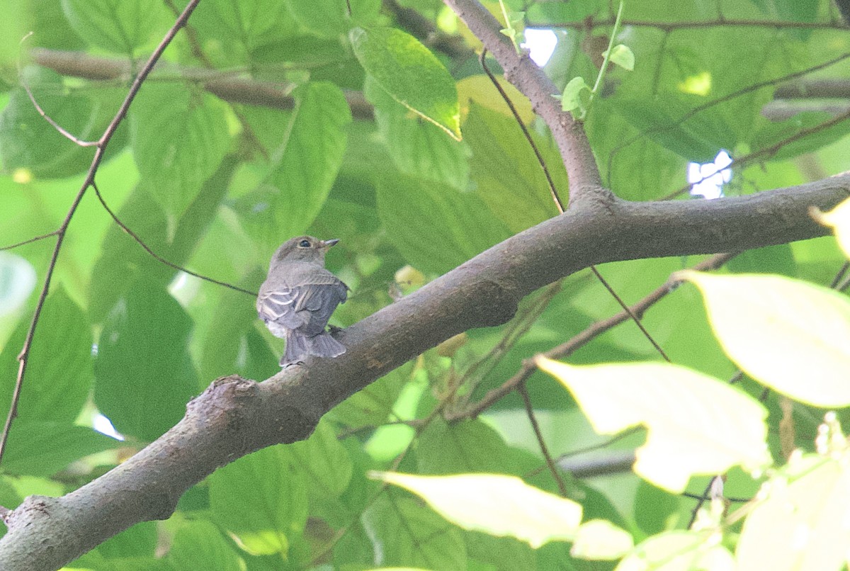 Asian Brown Flycatcher - ML643762195