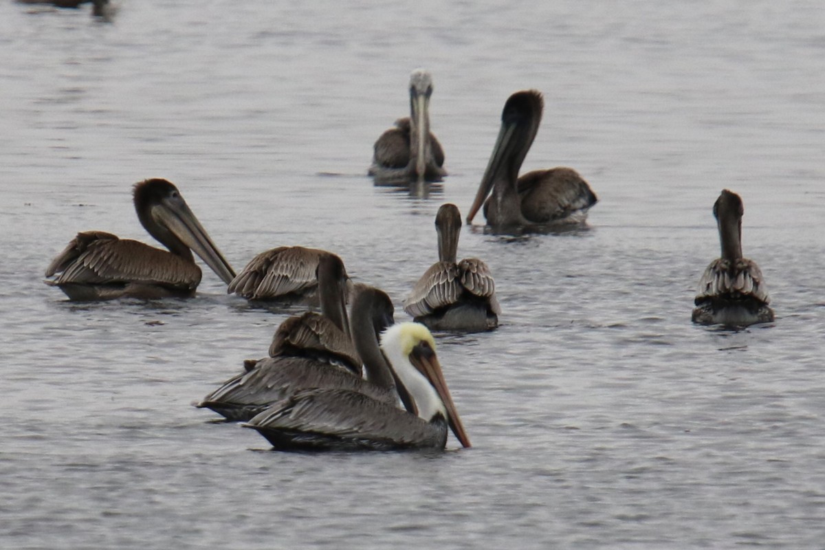 Brown Pelican (California) - ML643762200