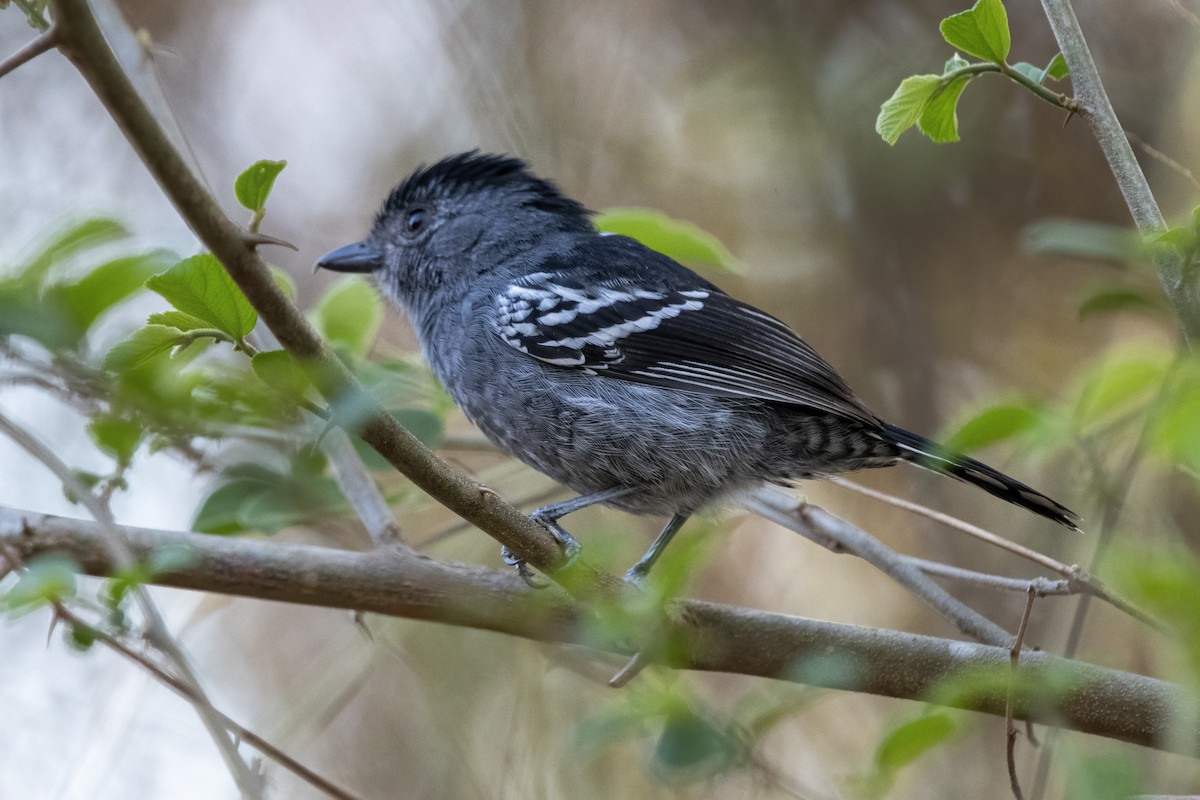 Variable Antshrike - ML643762201