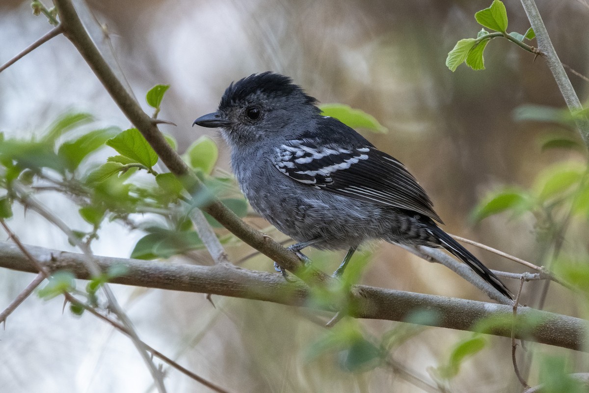 Variable Antshrike - ML643762202