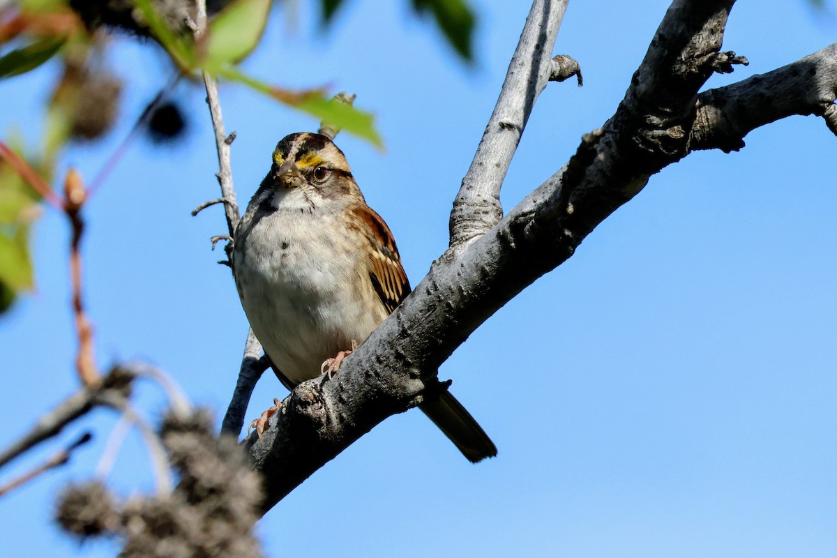 White-throated Sparrow - ML643762204