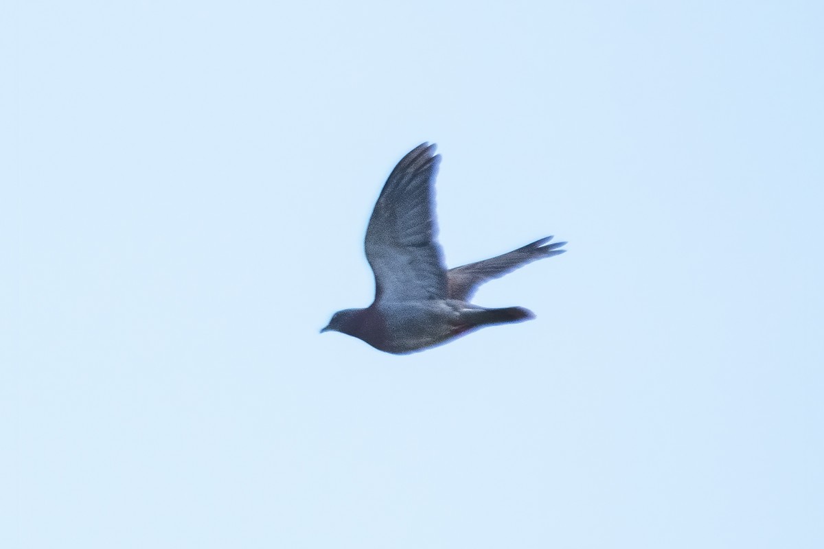 Pale-vented Pigeon - ML643762222