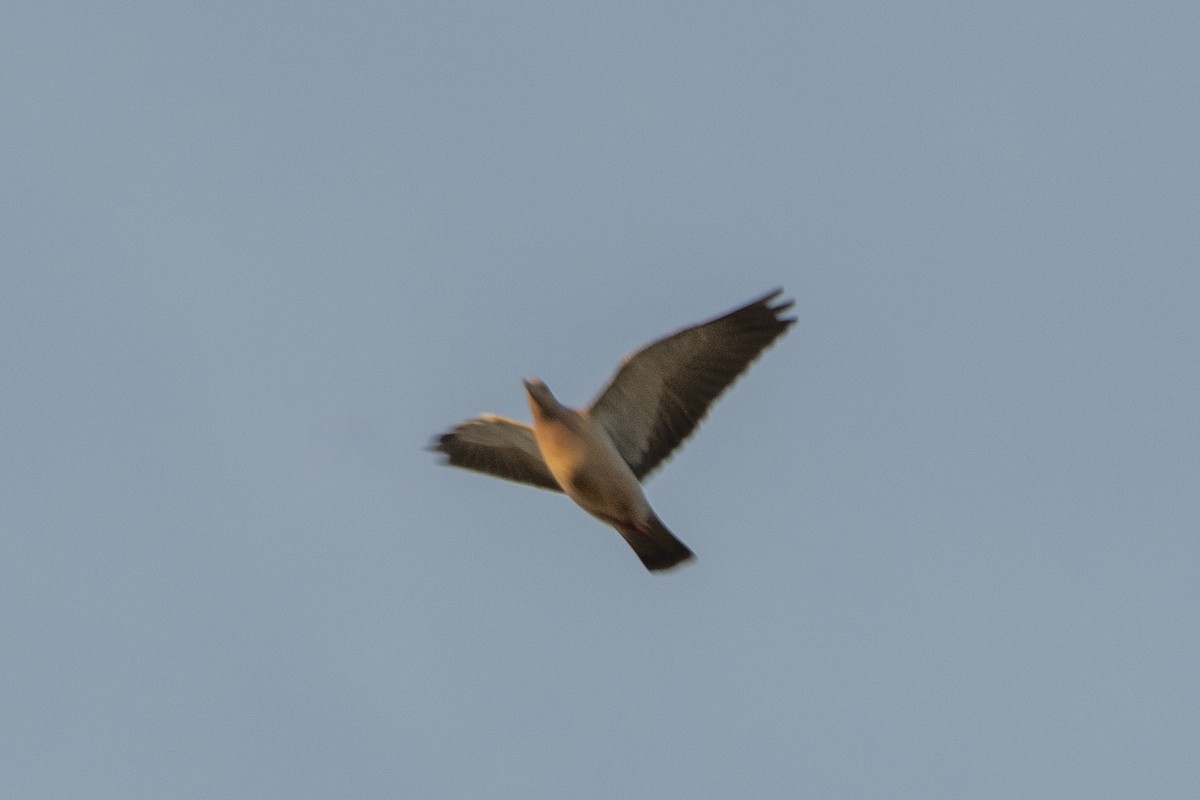 Pale-vented Pigeon - ML643762223