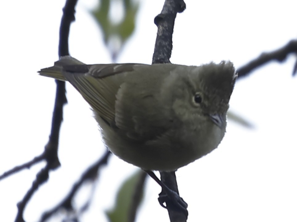 Yellow-browed Tit - ML643762230