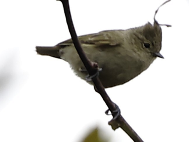 Yellow-browed Tit - ML643762231