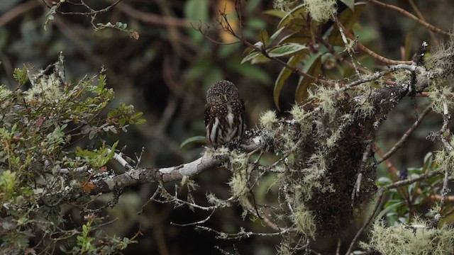 Yungas Pygmy-Owl - ML643762266