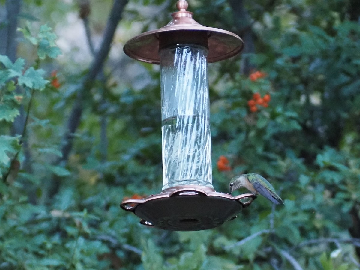 Broad-tailed Hummingbird - ML643762291
