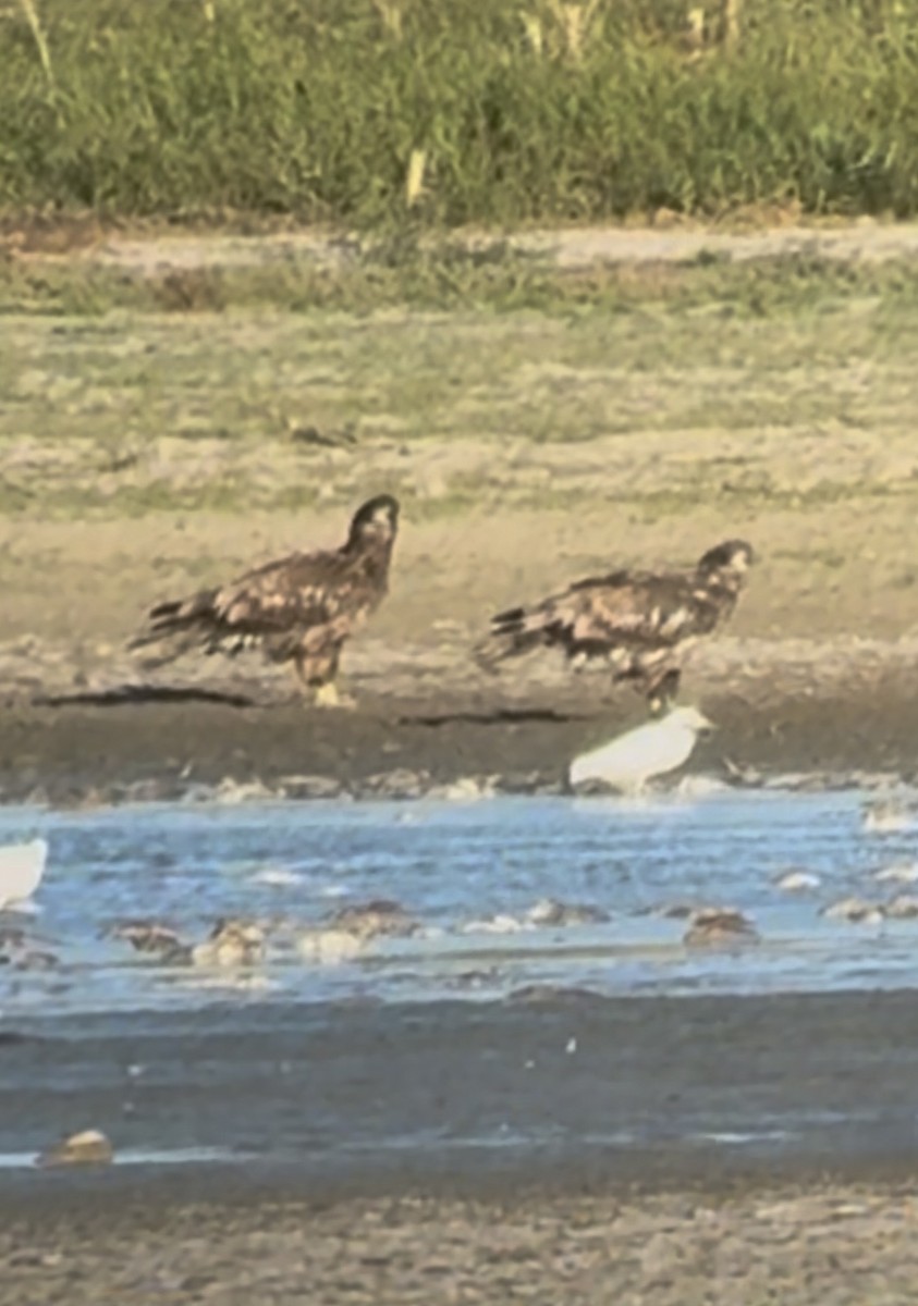 Bald Eagle - ML643762292