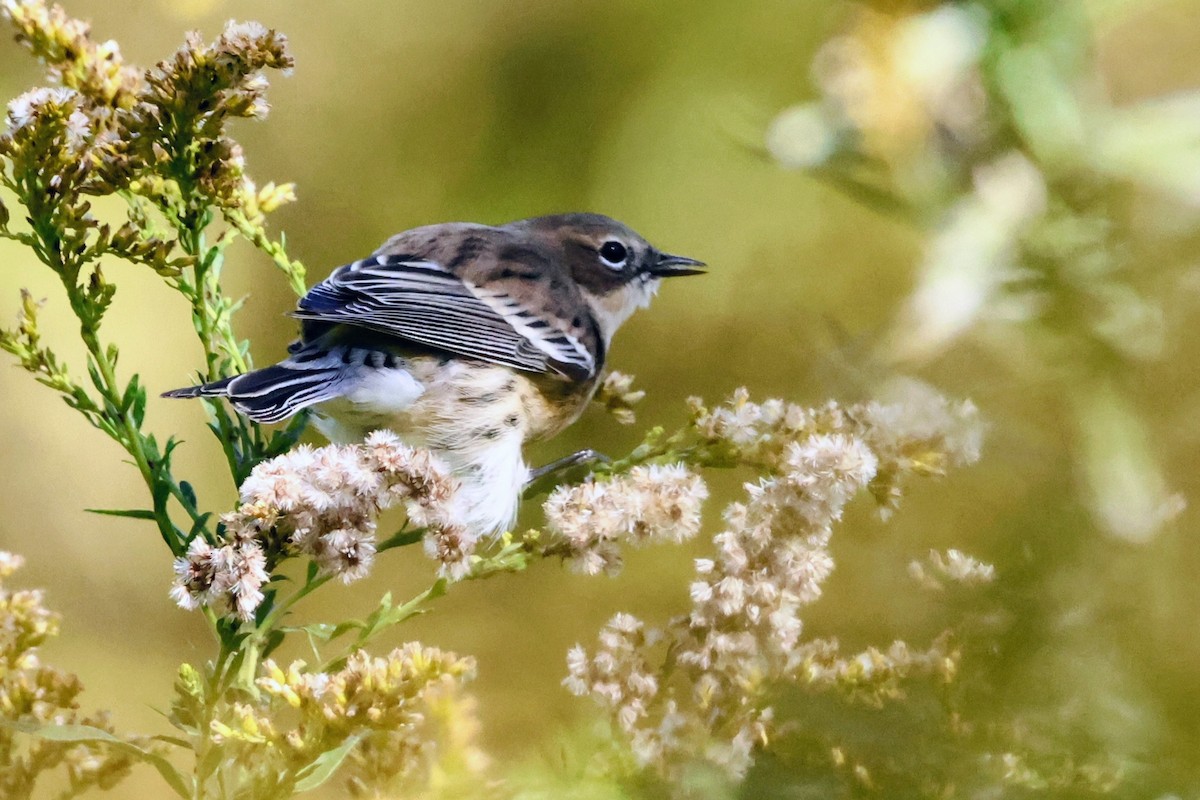 Yellow-rumped Warbler - ML643762298