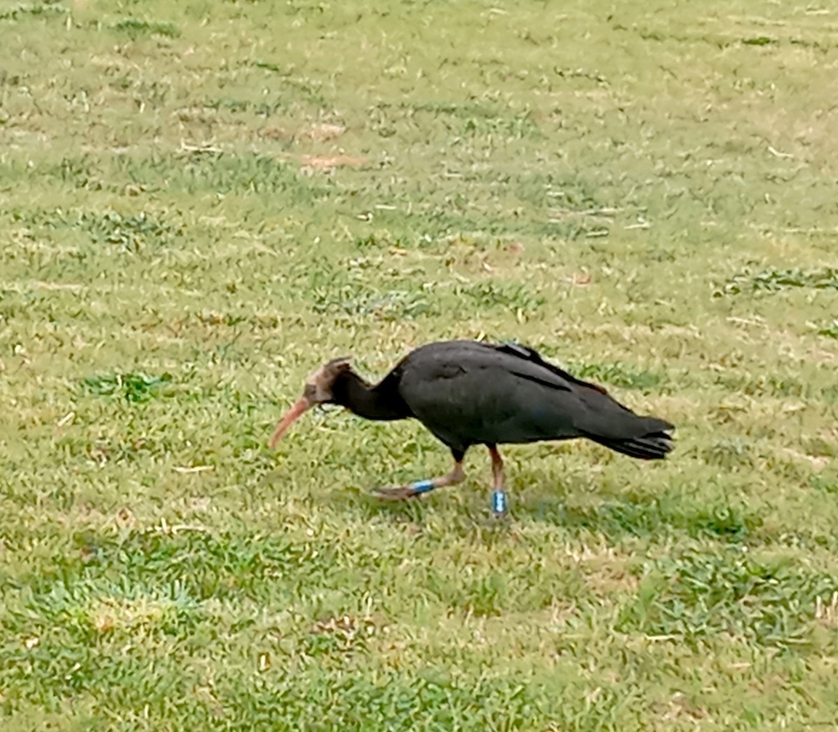 Ibis chauve - ML643762304