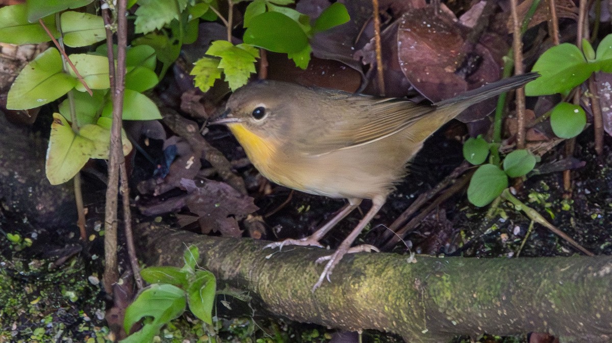 Common Yellowthroat - ML643762308