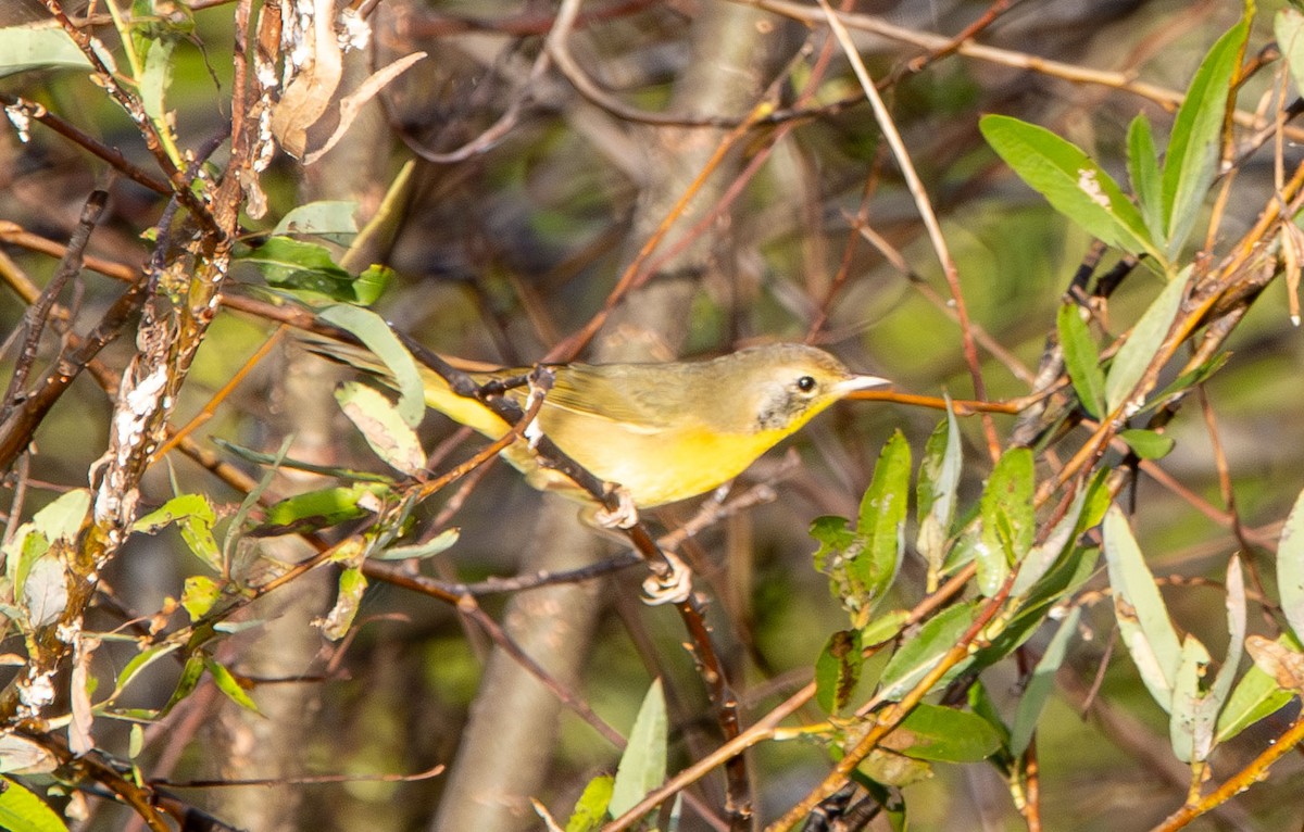 Common Yellowthroat - ML643762318