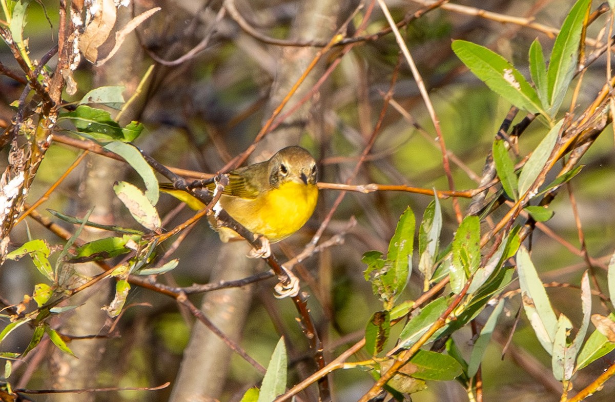 Common Yellowthroat - ML643762319