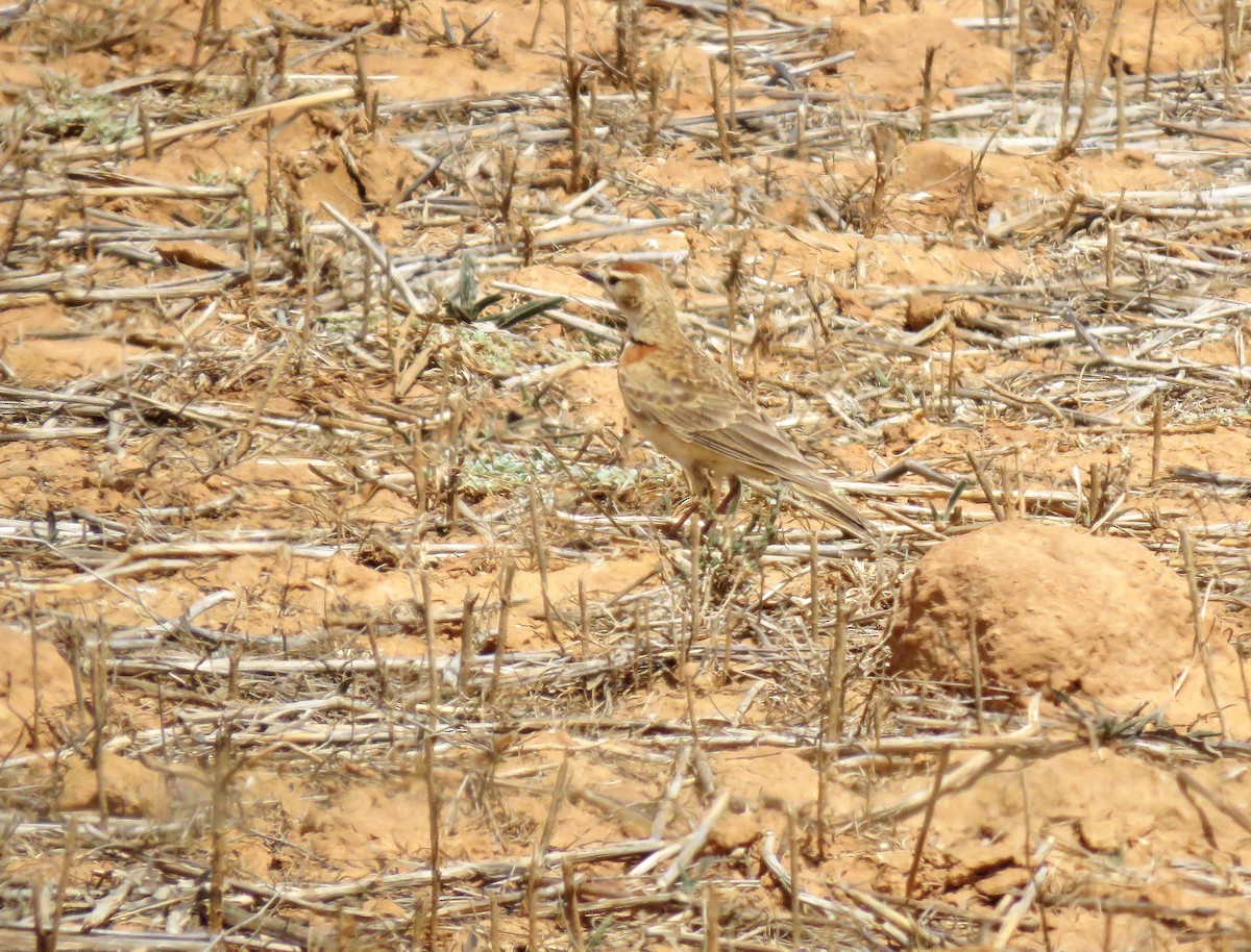 Red-capped Lark - ML643762327