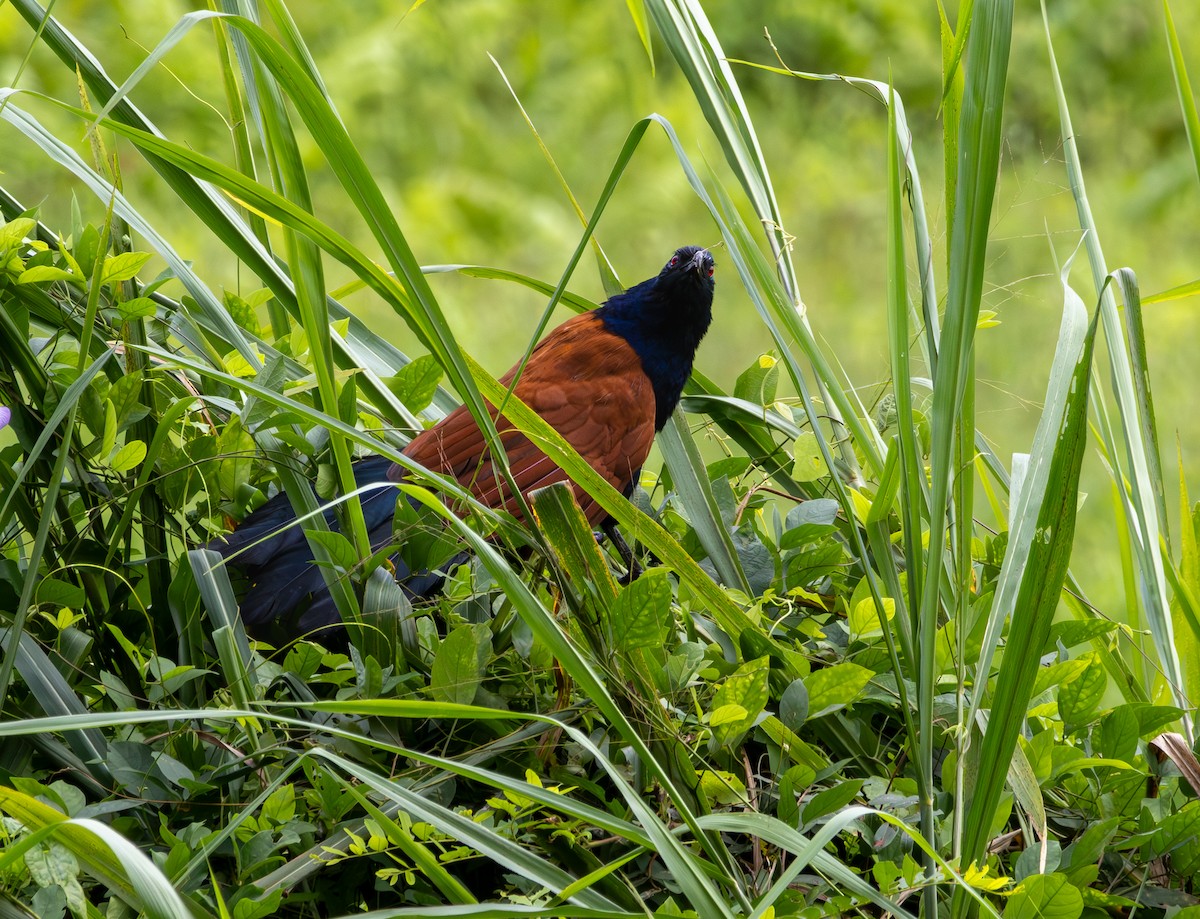 Greater Coucal - ML643762345
