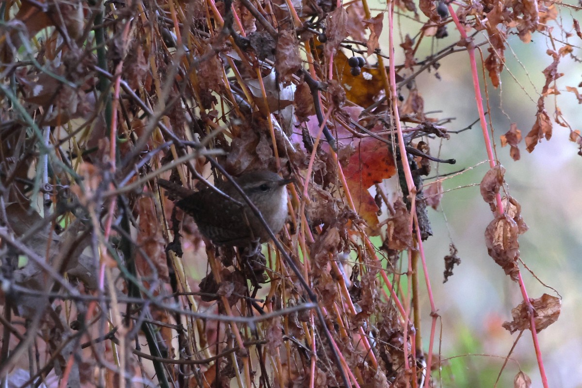 Winter Wren - ML643762346