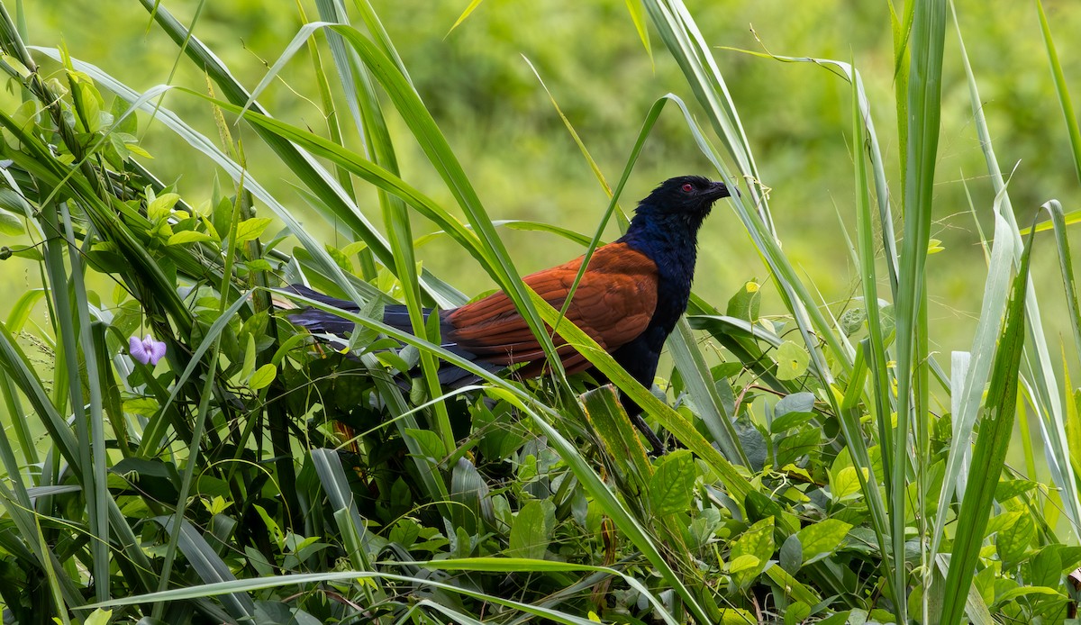 Greater Coucal - ML643762348