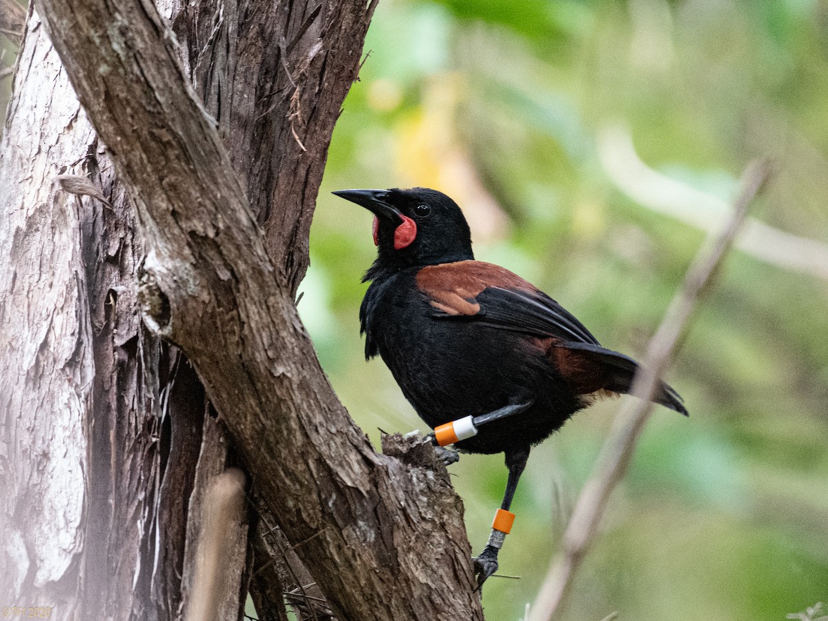 North Island Saddleback - ML643762352