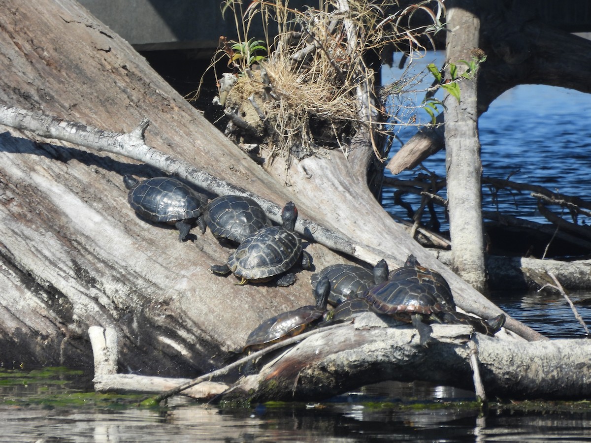 Painted Turtles - ML643762353