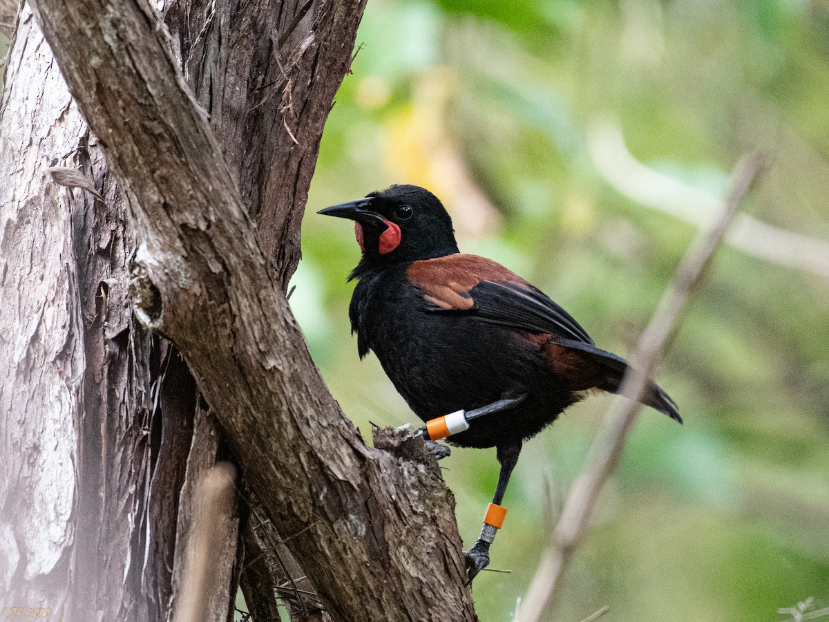 North Island Saddleback - ML643762355
