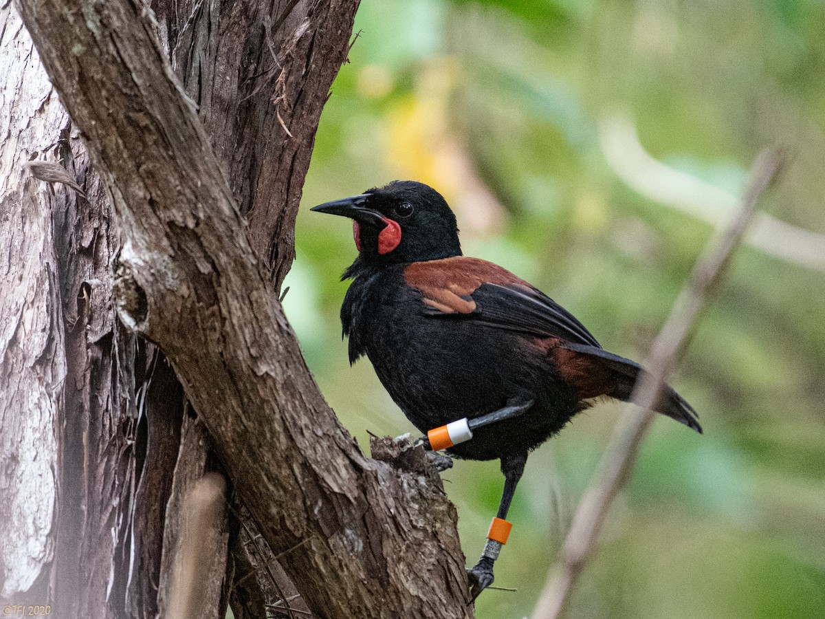 North Island Saddleback - ML643762358