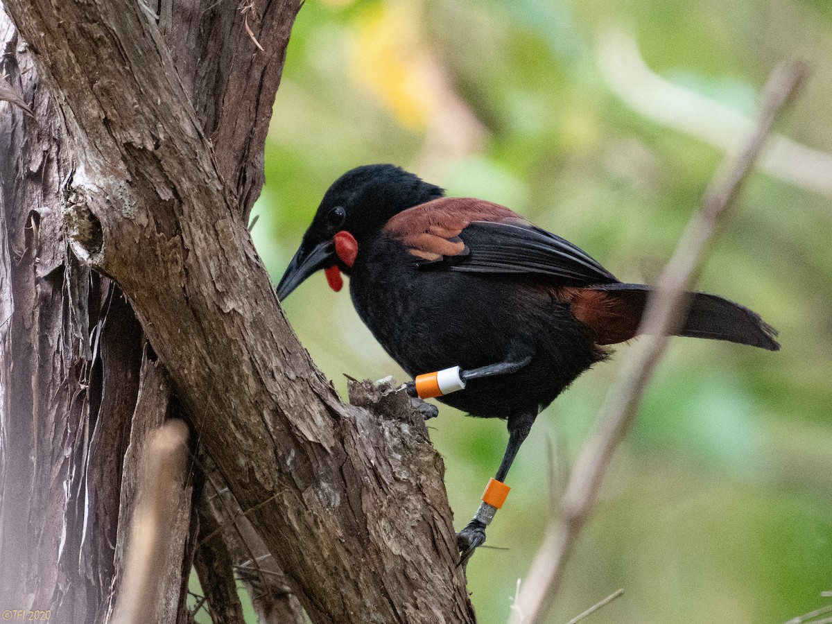 North Island Saddleback - ML643762362