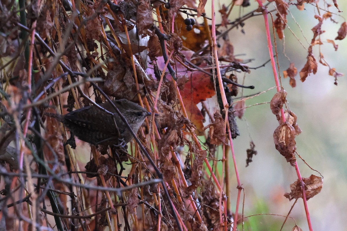 Winter Wren - ML643762372