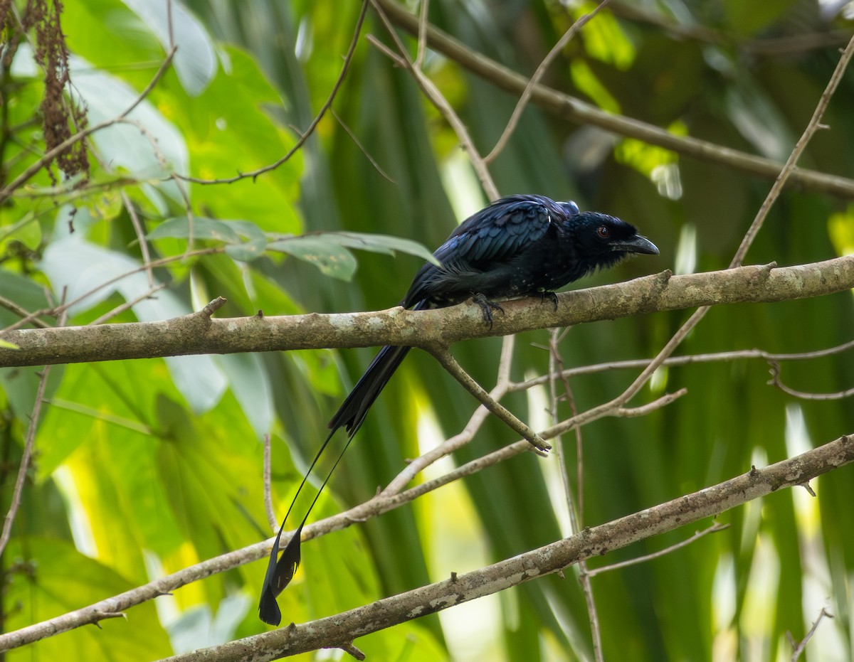 Greater Racket-tailed Drongo - ML643762374
