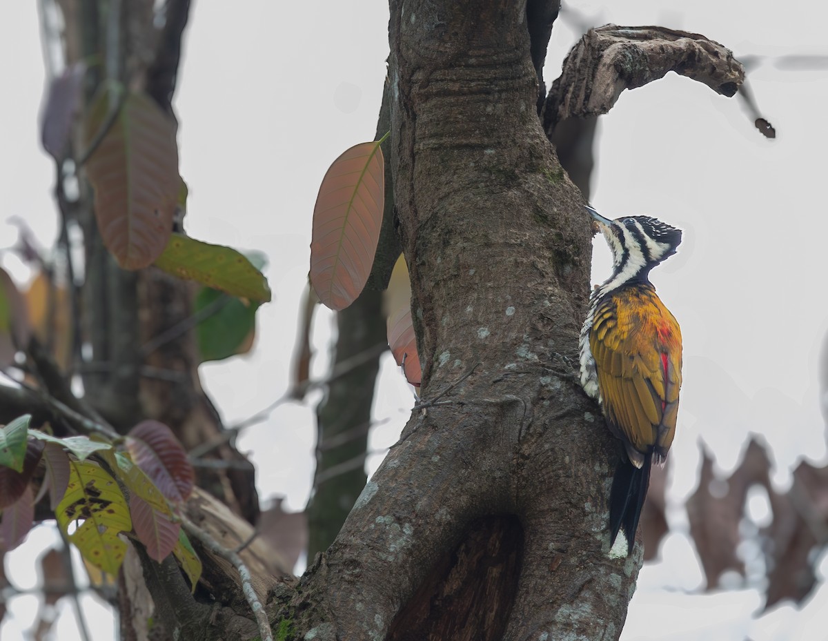 Common Flameback - ML643762380