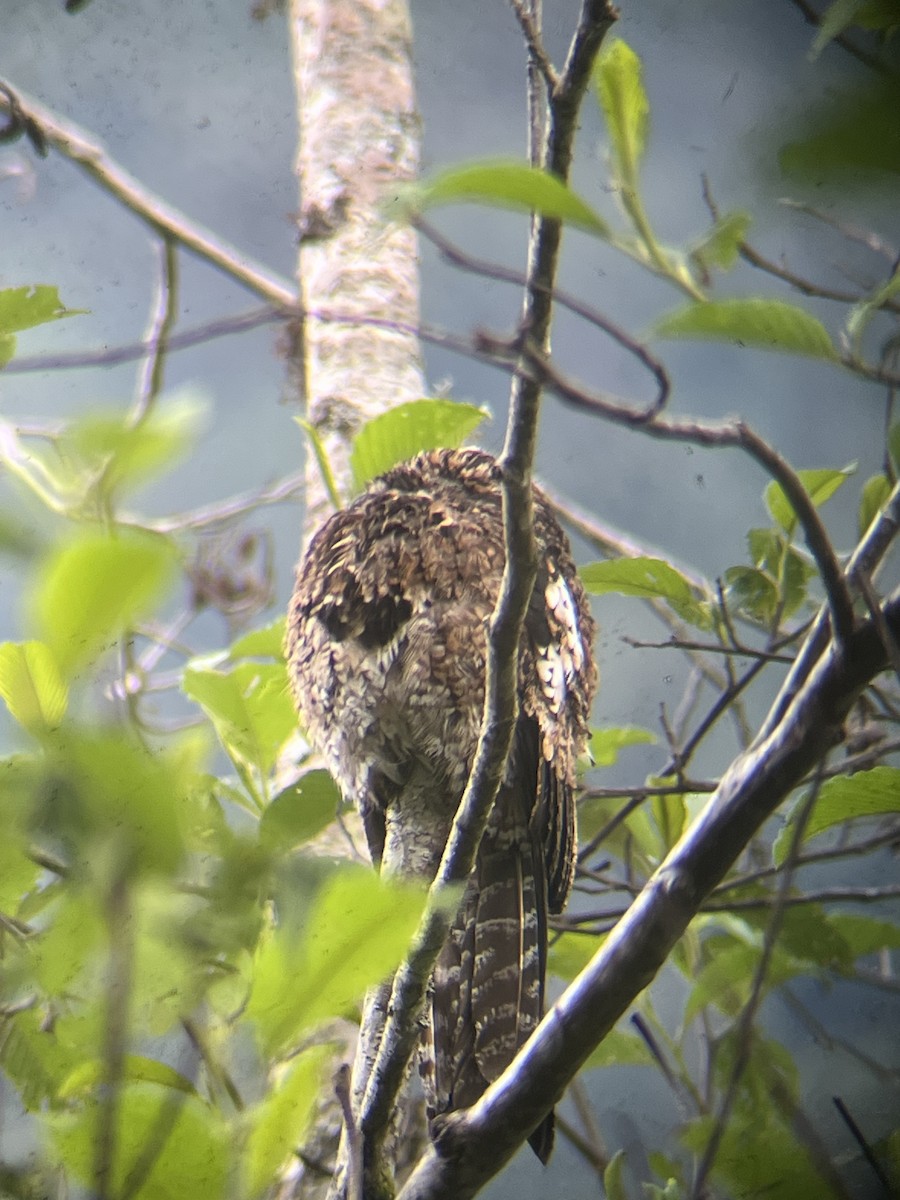 Andean Potoo - ML643762392