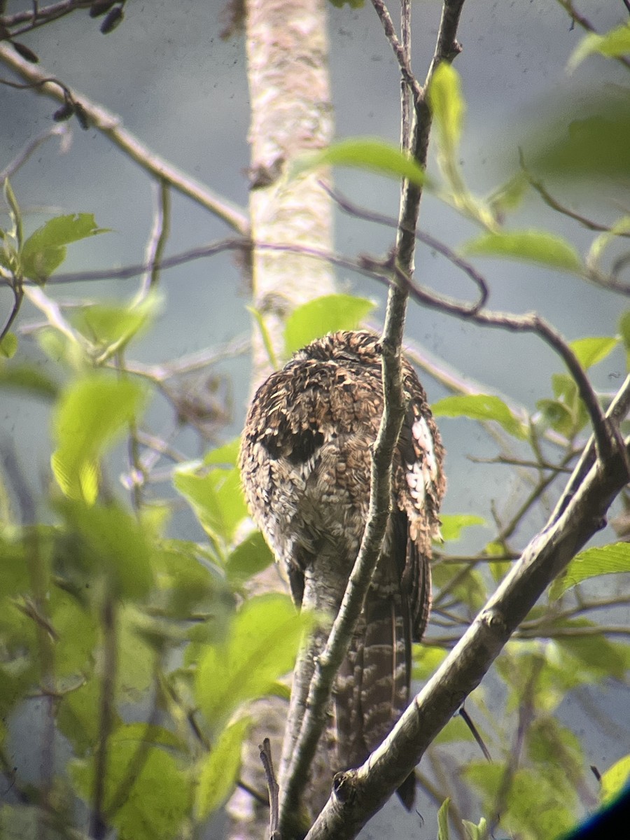 Andean Potoo - ML643762393