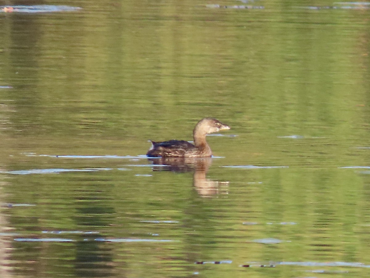 Pied-billed Grebe - ML643762414