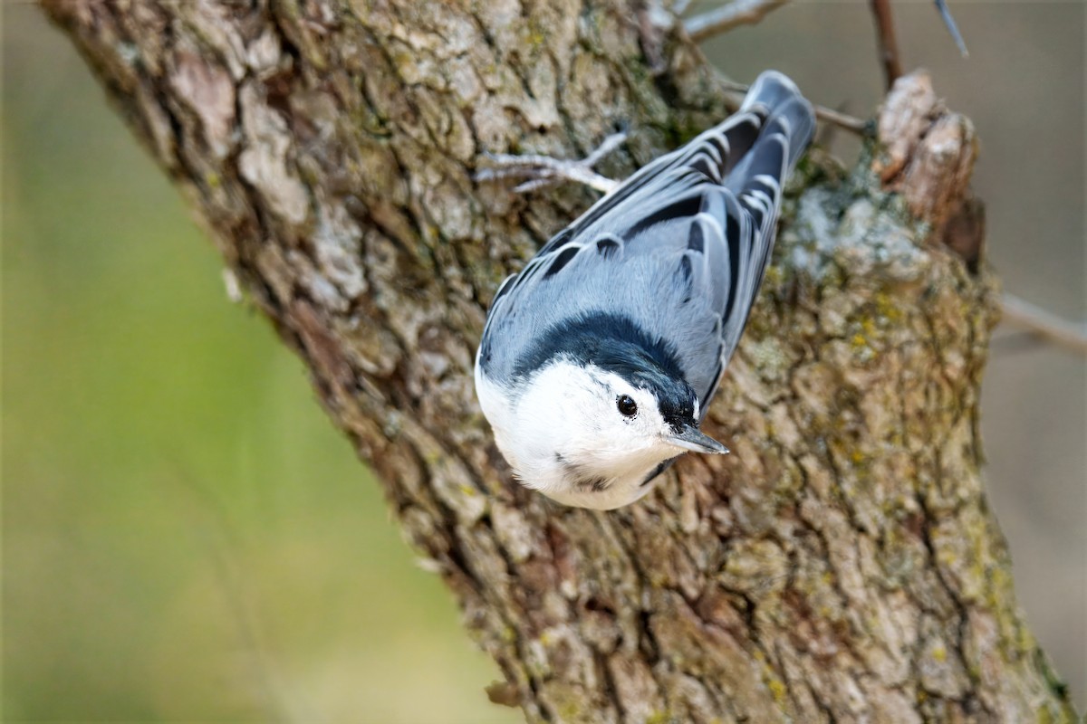 White-breasted Nuthatch - ML643762433