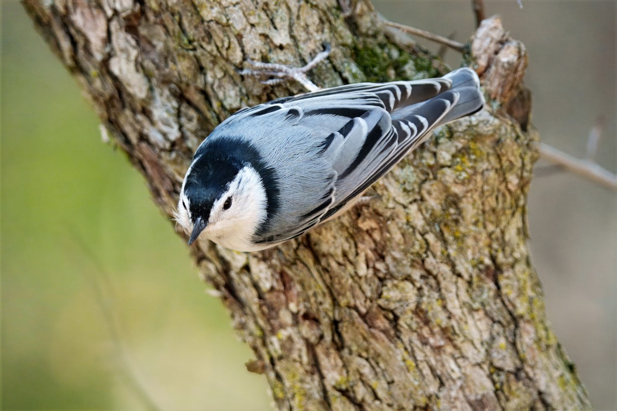 White-breasted Nuthatch - ML643762434