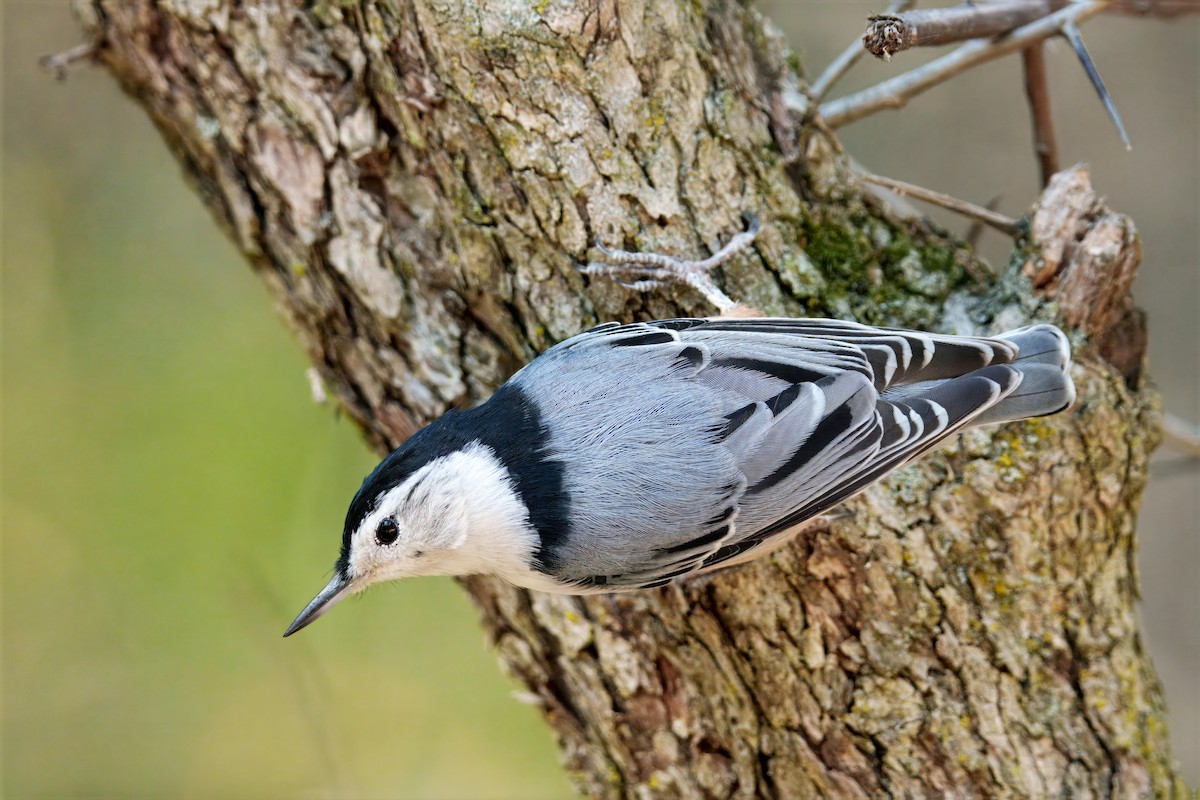White-breasted Nuthatch - ML643762435